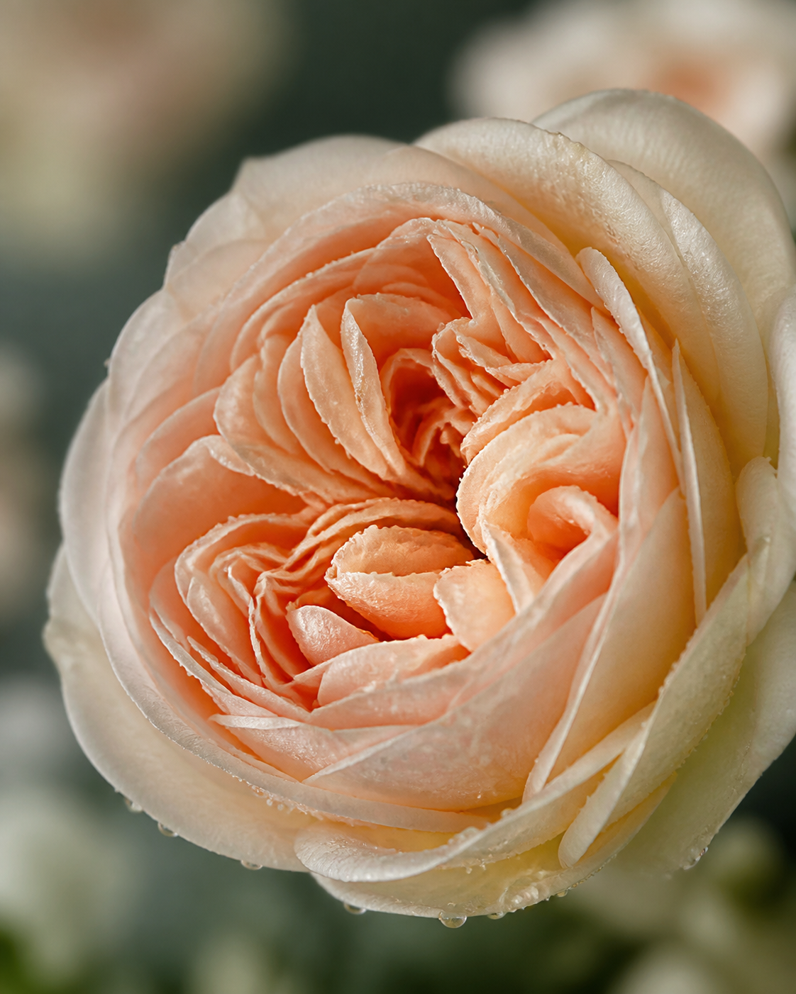 Rosa Garden de cerca con pétalos delicados